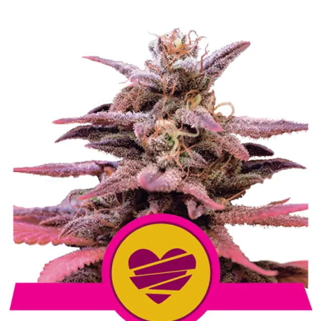 Royal Queen Seeds -Wedding Crasher - 1 seed