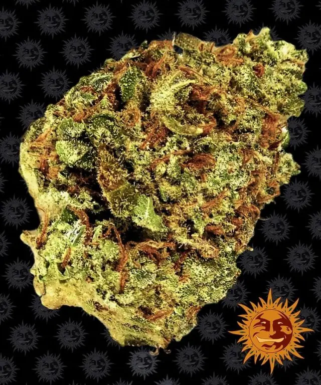 Barneys - Watermelon Zkittlez Auto - 1 seed