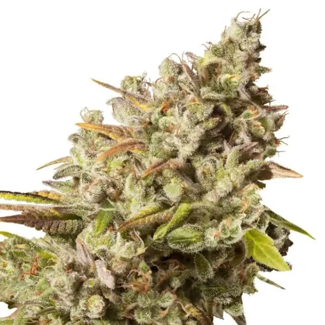 Royal Queen Seeds - Royal Gorilla - 3 seeds 2