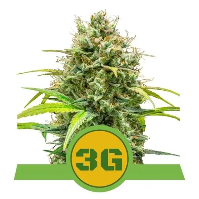Royal Queen Seeds - Triple G - 1 seed 2
