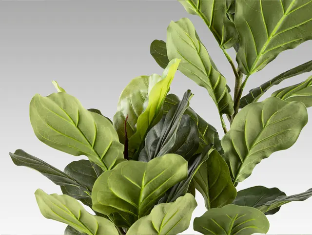Higuera Violin 281232 Artificial Plant H200 – Τεχνητό Φυτό Ficus Lyrata Πράσινο 2