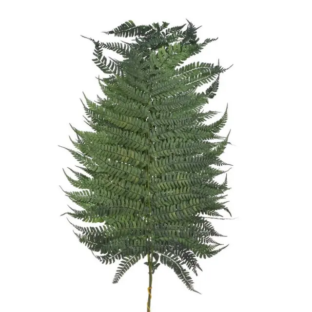 Φύλλα φτέρης αποξηραμένα, 5τεμ, 50-70cm