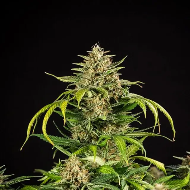 Royal Queen Seeds - Green Gelato - 3 seeds
