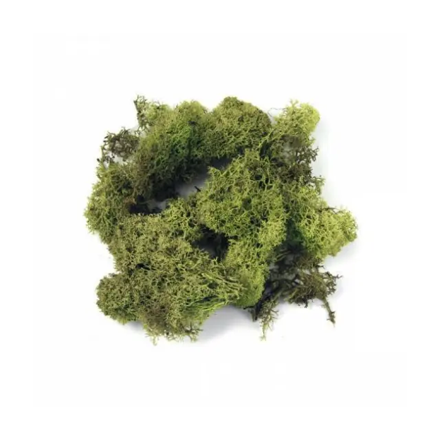 Rayher Βρύα Πράσινο Ανοιχτό 30gr (8500411)