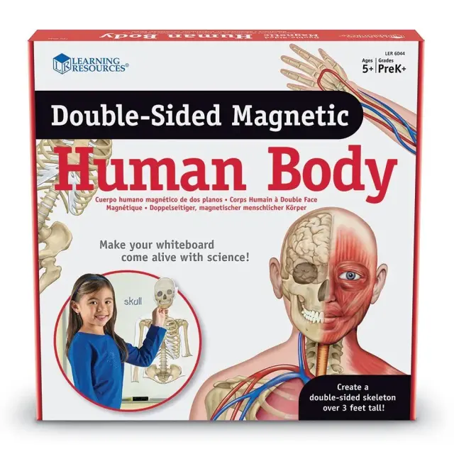Learning Resources Εκπαιδευτικό Παιχνίδι Double-Sided Magnetic Human Body Demonstration Set για 5+ ετών LER 6044 3