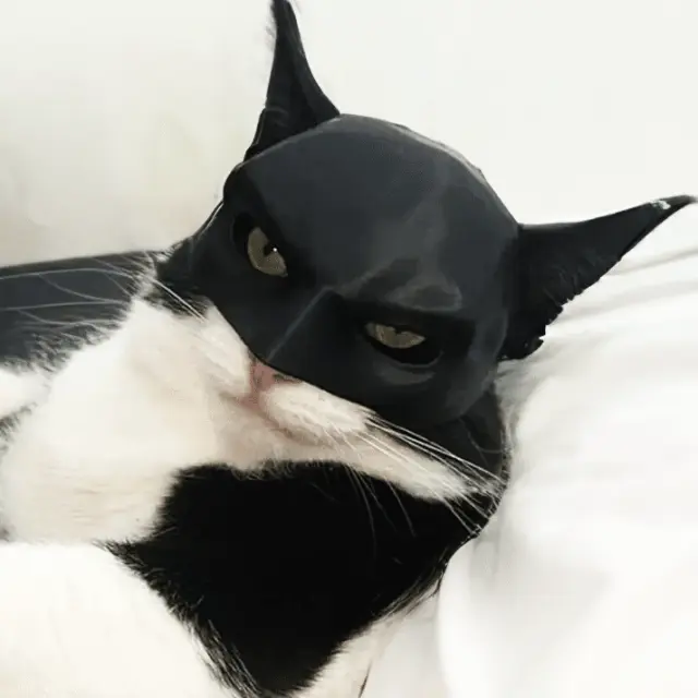 Μάσκα Batman Για Γάτες - 11,2 x 8,2 x 5,5cm / Κεφάλι: 25cm