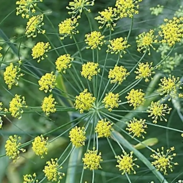 Rosveda Essential Oil Fennel Sweet 2