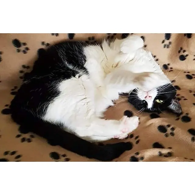 Soft Fleece Pet Κουβερτάκι Μπέζ - 100 x 150cm 2