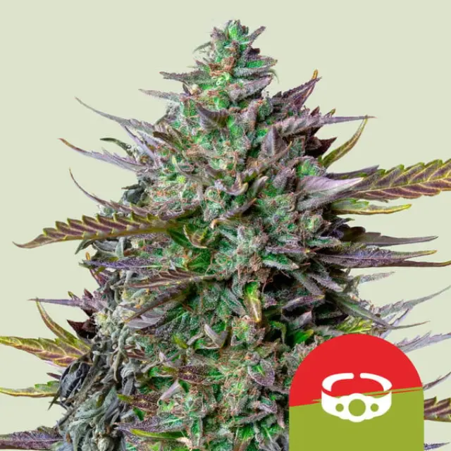 Tyson GOAT lato Auto - 1 seed 2