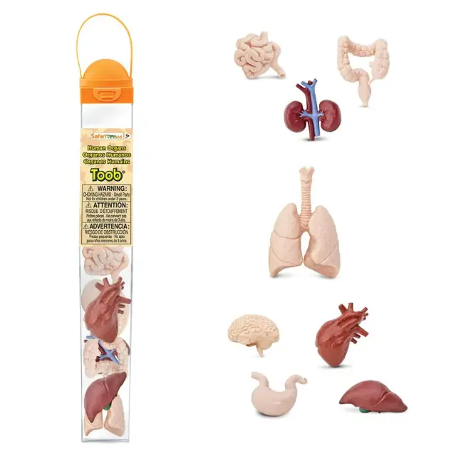 Safari Ltd Μινιατούρες Human Organs TOOB Ανθρώπινα Όργανα (3+ ετών) 689304