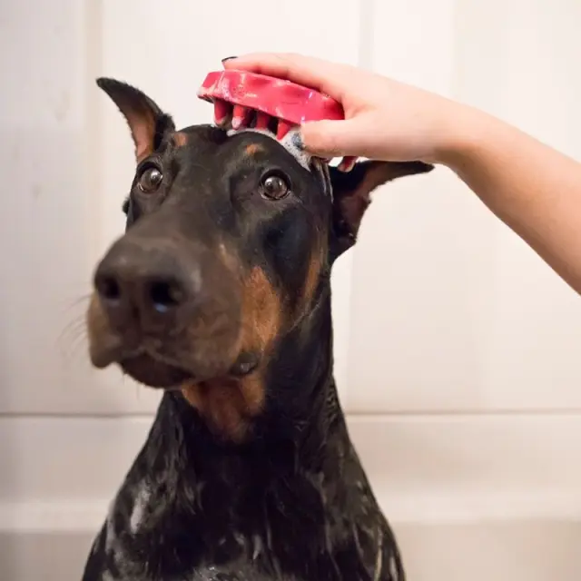 Kong Zoomgroom Onesize Βούρτσα Σκύλου Ροζ 2