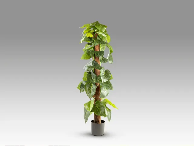 Taro 281126 Artificial Plant H150 – Τεχνητό Φυτό Colocasia Esculenta Πράσινο 2