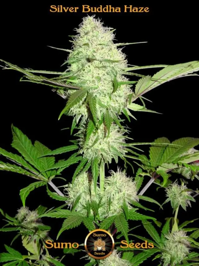 Sumo Seeds - Silver Buddha Haze - 3 seeds 2