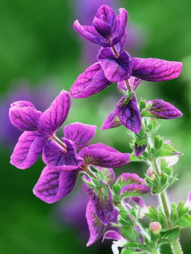 Rosveda Essential Oil Clary Sage 3
