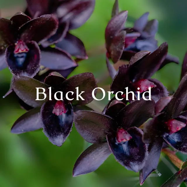 CERERIA MOLLA 1899 - INCENSE STICKS BLACK ORCHID & LILY 20 ΤΕΜΑΧΙΑ - One size 2