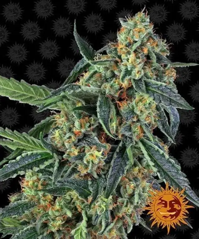 Barneys Cookies Kush Auto - 3 seeds