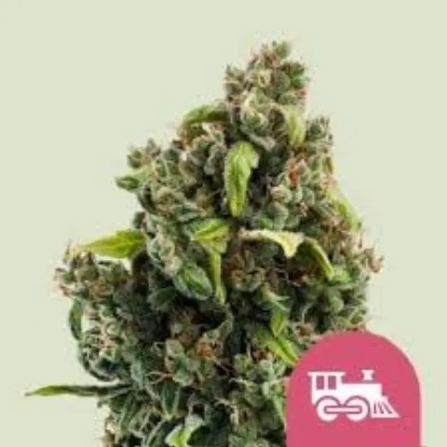 Royal Queen Seeds -Wedding Crasher - 1 seed 2