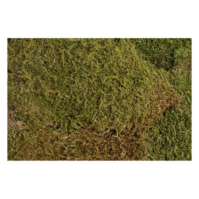 Flat Moss φυσικό πράσινο, 250gr