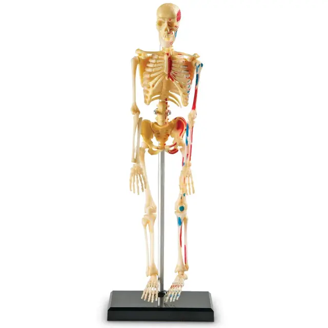 Learning Resources Εκπαιδευτικό Παιχνίδι Skeleton Anatomy Display Model για 8+ ετών LER 3337 - Μινιατούρα Ανθρώπινου Σκελετού