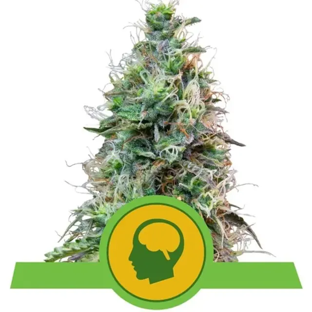 Royal Queen Seeds - Amnesia Haze Auto - 1 seed