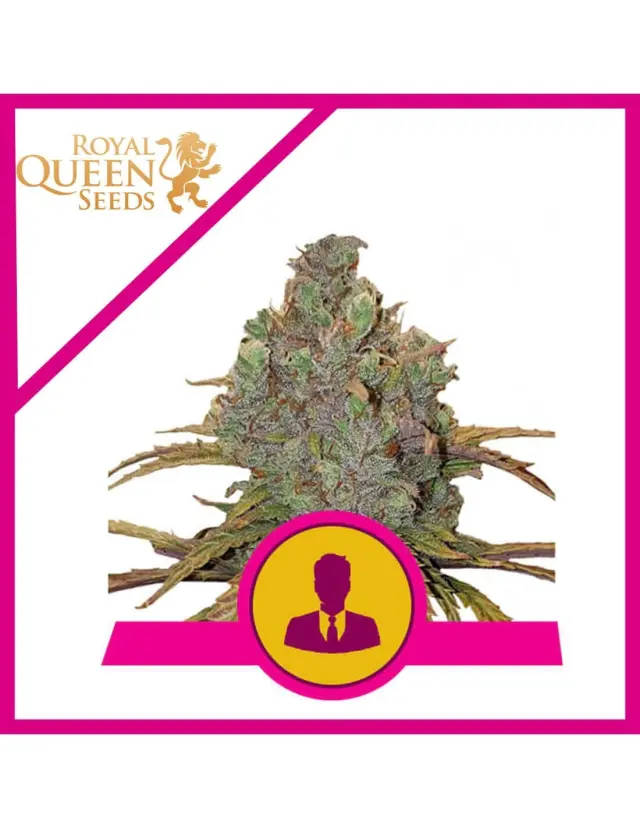 Royal Queen Seeds - El Patron - 3 seeds