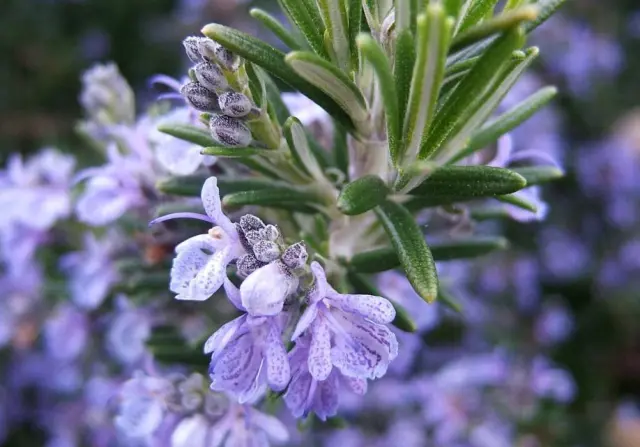 ARGITAL Essential Oil Rosemary – Φυσικό Τονωτικό Αιθέριο Έλαιο Δενδρολίβανου για Κυτταρίτιδα & Μαλλιά, 10 ml 2