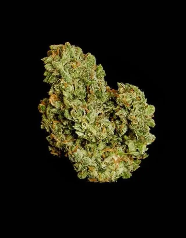 Royal Queen Seeds - Orion F1 - 1 seed 3