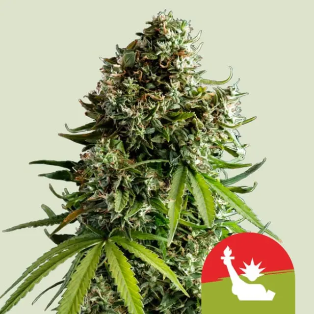 Tyson NYC Sour D Auto - 1 seed 2