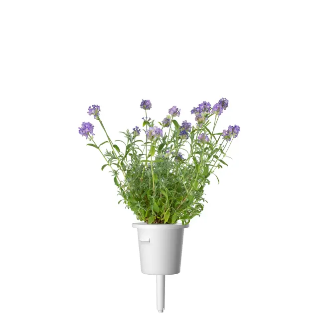 Click and Grow Συσκευασία Σπόρων με Χώμα, για Λεβάντα - 3τμχ 3