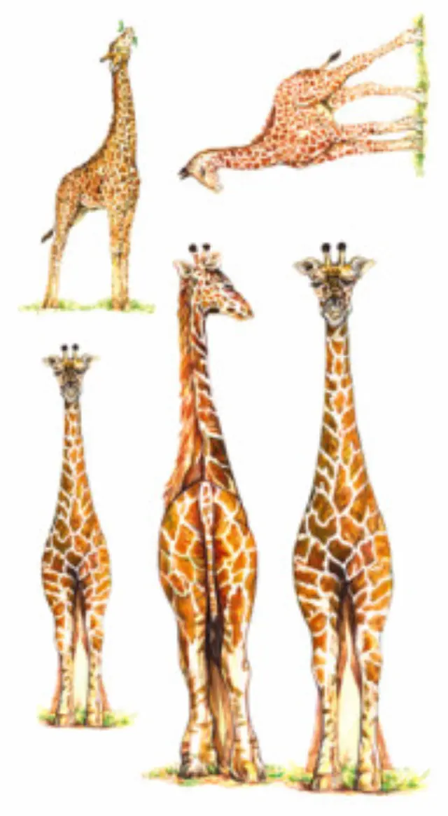 Αυτοκόλλητα για γυαλί & πορσελάνη Giraffes 11x20cm