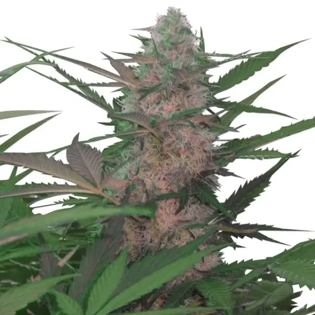 Royal Queen Seeds - Royal AK Automatic - 3 seeds