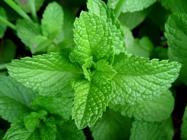 Rosveda Essential Oil Peppermint 2