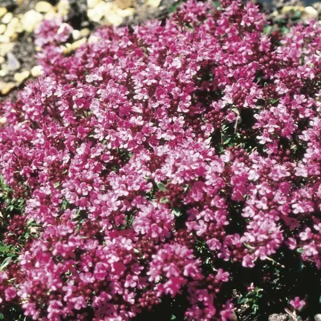 ARGITAL Essential Oil Thyme – Φυσικό Καθαριστικό Αιθέριο Έλαιο Θυμαριού για Κυτταρίτιδα, Πιτυρίδα & Καθαρισμό, 10 ml 2