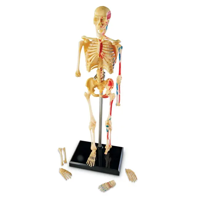 Learning Resources Εκπαιδευτικό Παιχνίδι Skeleton Anatomy Display Model για 8+ ετών LER 3337 - Μινιατούρα Ανθρώπινου Σκελετού 2