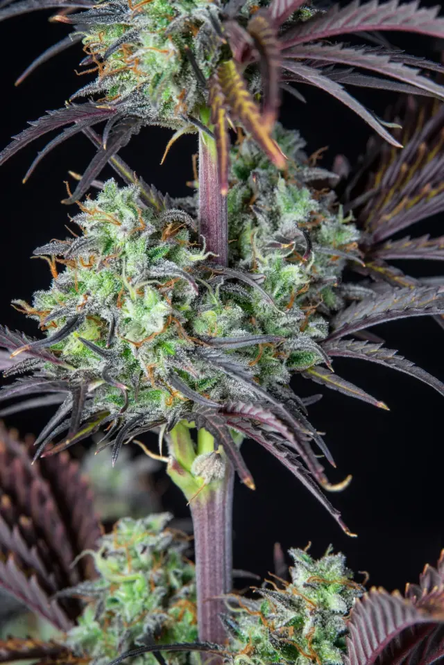 Royal Queen Seeds - Mimosa Auto - 1 seed 2