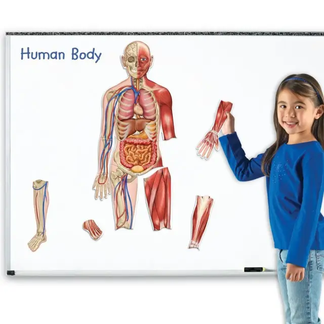 Learning Resources Εκπαιδευτικό Παιχνίδι Double-Sided Magnetic Human Body Demonstration Set για 5+ ετών LER 6044 2