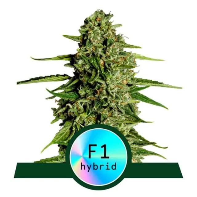 Royal Queen Seeds - Medusa F1 - 3 seeds