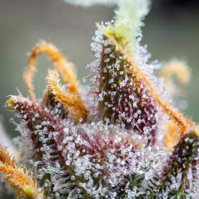 Royal Queen Seeds - Watermelon - 1 seed 3