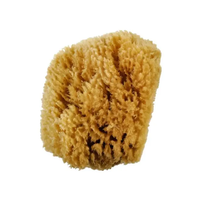 Σφουγγάρι θαλάσσης 13-15cm
