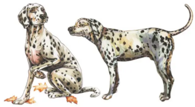 Αυτοκόλλητα για γυαλί & πορσελάνη Dog 11x20cm