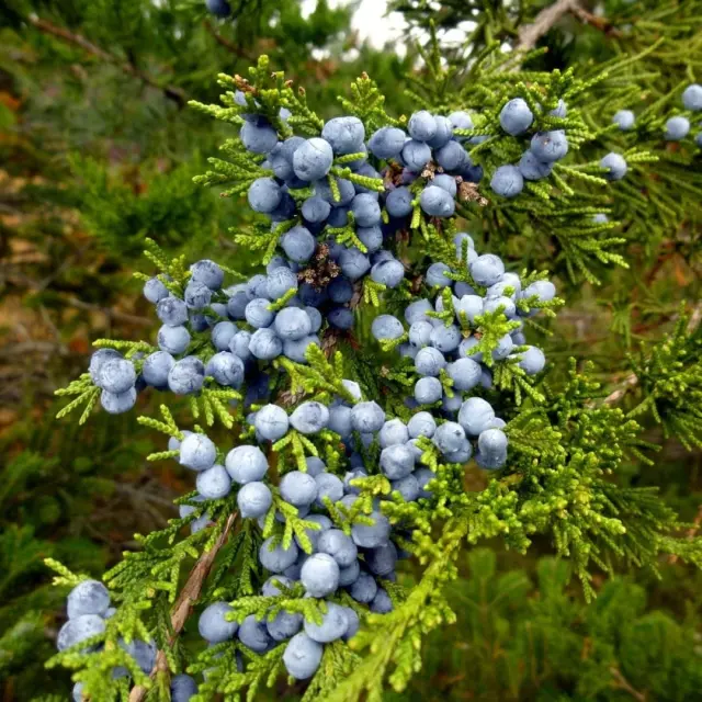 Rosveda Essential Oil Juniper 2