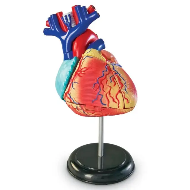 Learning Resources Εκπαιδευτικό Παιχνίδι Heart Anatomy Display Model για 8+ ετών LER 3334 - Μινιατούρα Ανατομίας Καρδιάς