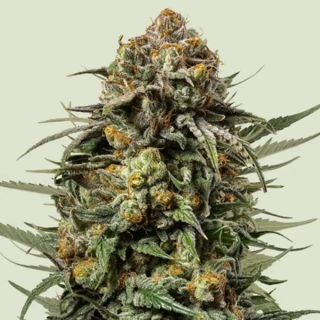 Tyson Gelato 44