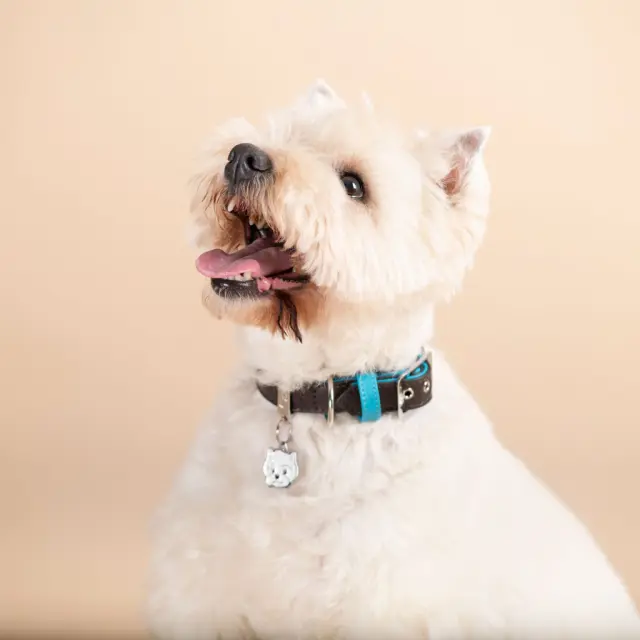 Ταυτότητα Friends West Highland White Terrier 3