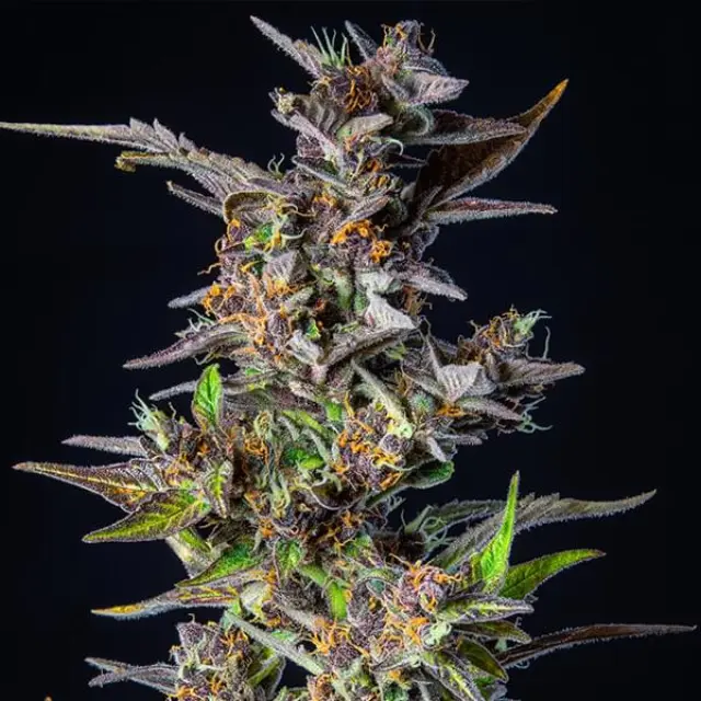 Royal Queen Seeds - Watermelon - 1 seed 2