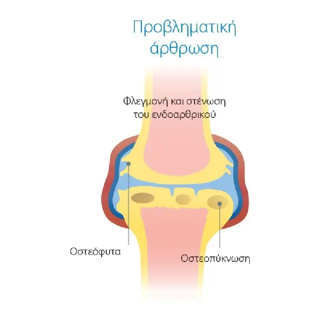 Wepharm WeJoint Plus Συμπλήρωμα Διατροφής για Υποστήριξη Αρθρώσεων Μεγαλόσωμων Σκύλων 30 Δισκία 2