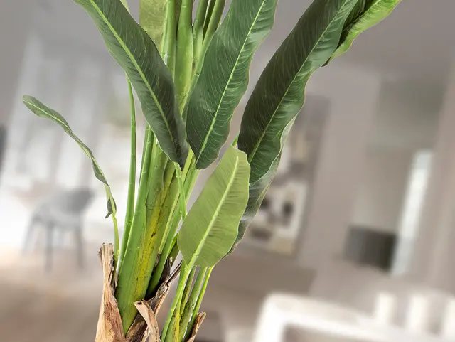 Palma Viajero 281751 Artificial Plant H240 – Τεχνητό Φυτό Ύψους 240 cm Πράσινο 2