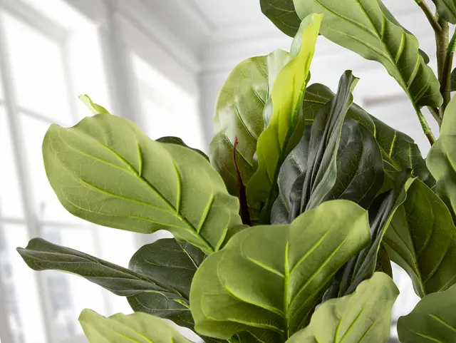 Higuera Violin 281232 Artificial Plant H200 – Τεχνητό Φυτό Ficus Lyrata Πράσινο 3