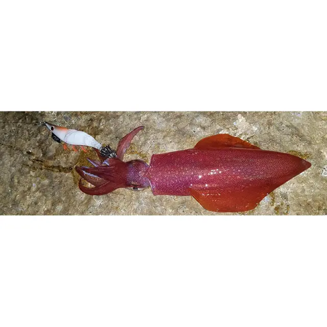 Καλαμαριέρα DTD Red Shrimp #3.0 Green 2
