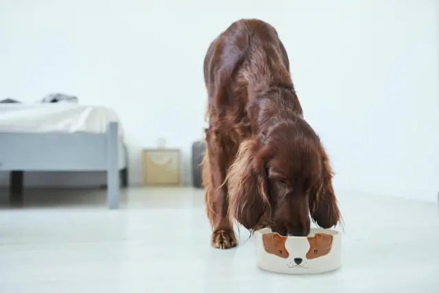 Winkee Κεραμικό Μπωλ Φαγητού για Σκύλο: Pet Food Bowl Dog 2